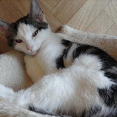 Blanding af racer Habibi