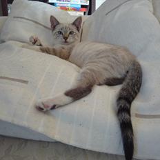 Huskat Jessica(Putte)