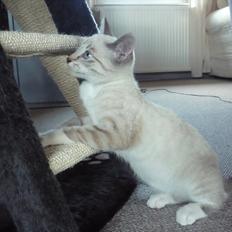 Huskat Jessica(Putte)