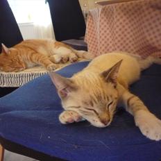 Huskat Jessica(Putte)