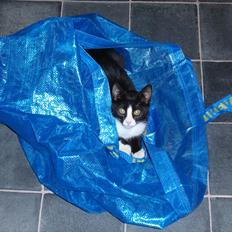 Blanding af racer Pølle bølle