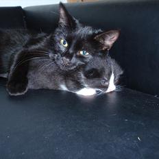 Blanding af racer Pølle bølle