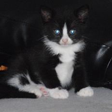 Blanding af racer Pølle bølle