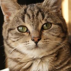 Huskat Bette (Himmelkat)