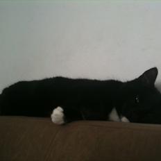 Huskat Herbert aKa hunkat 