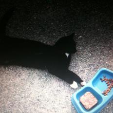 Huskat Herbert aKa hunkat 