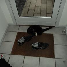 Huskat Herbert aKa hunkat 