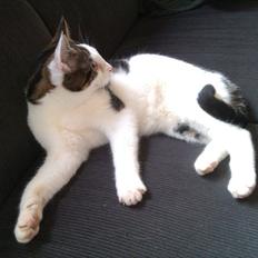 Blanding af racer Habibi