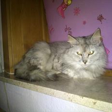 Maine Coon Mimmi(Pippi) R.I.P My Love