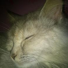 Maine Coon Mimmi(Pippi) R.I.P My Love