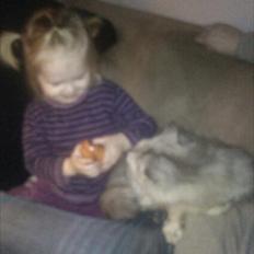 Maine Coon Mimmi(Pippi) R.I.P My Love