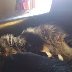 Maine Coon Josephine