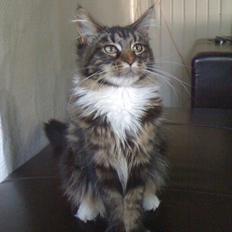 Maine Coon Josephine