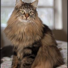 Norsk Skovkat DK SHAGGYTAIL'S YAHOO GIZMO