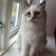 Hellig Birma Snowie blåtortie