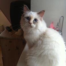 Hellig Birma Snowie blåtortie