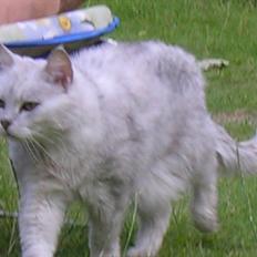 Blanding af racer Futte