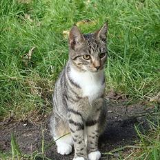 Blanding af racer Gary Grimrian von Vaffelis