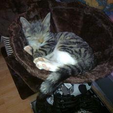 Blanding af racer Gary Grimrian von Vaffelis