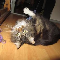 Maine Coon Josephine