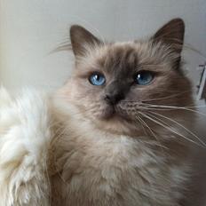 Hellig Birma Bella Blåmasket