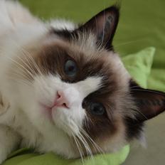 Ragdoll Tyson