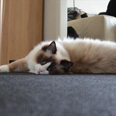 Ragdoll Tyson