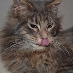 Maine Coon -.Silver.-