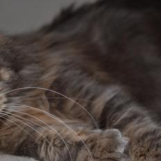 Maine Coon -.Silver.-