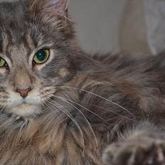 Maine Coon -.Silver.-