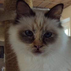 Hellig Birma (N) Miridania's Cedar