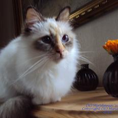 Hellig Birma (N) Miridania's Cedar