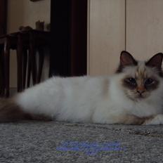 Hellig Birma (N) Miridania's Cedar