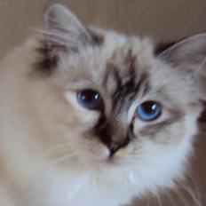 Hellig Birma (N) Miridania's Kitti