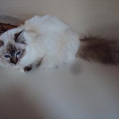 Hellig Birma (N) Miridania's Kitti