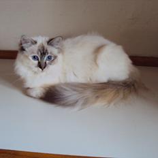 Hellig Birma (N) Miridania's Kitti