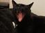 Huskat Batman