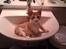Blanding af racer Simba - Godmorgen Moar...