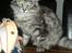 Maine Coon Storm jr - storm jr