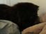 Perser Luna<3