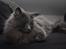 Blanding af racer Norsk skov kat Balou