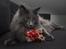 Blanding af racer Norsk skov kat Balou