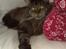 Maine Coon Macoon's Diddi