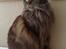 Maine Coon Macoon's Diddi