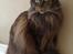 Maine Coon Macoon's Diddi