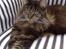 Maine Coon Macoon's Diddi