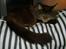 Maine Coon Macoon's Diddi