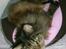 Maine Coon Macoon's Diddi