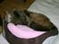 Maine Coon Macoon's Diddi