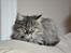 Maine Coon | Luna [R.I.P]